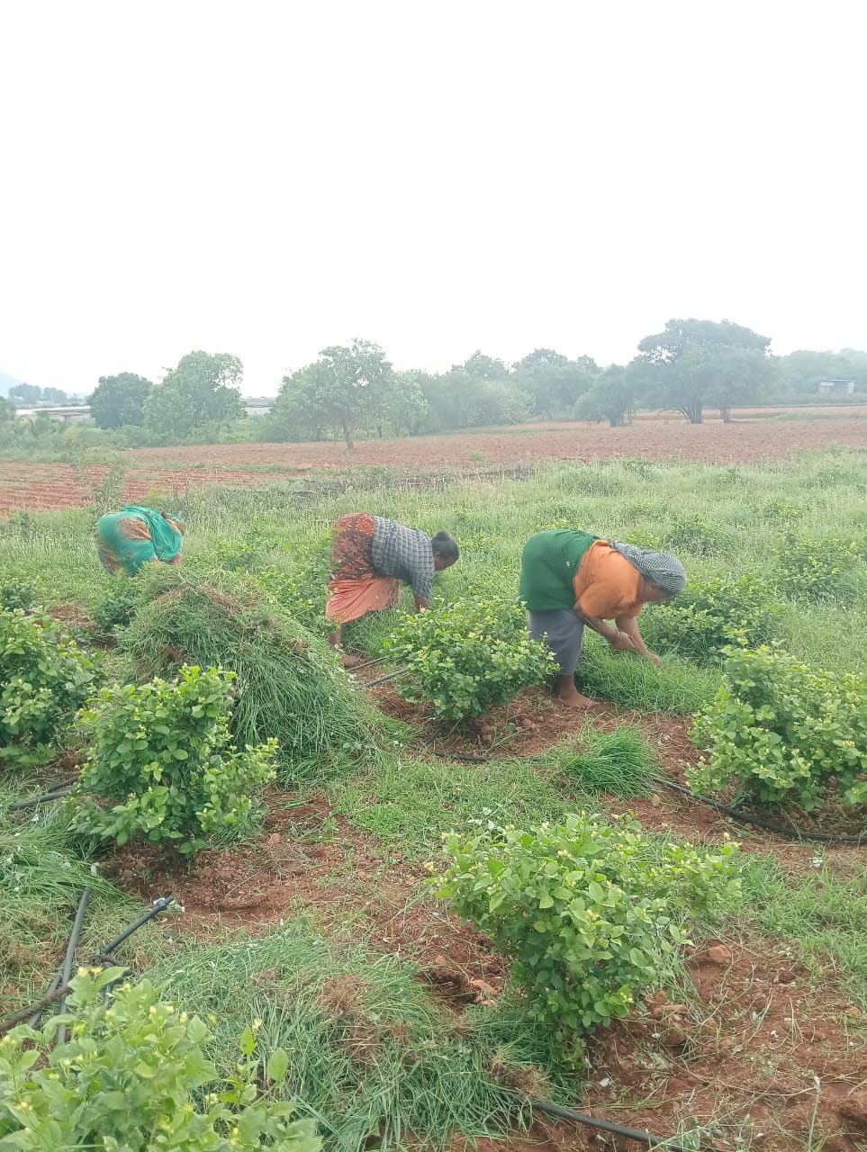 WhatsApp Image 2025-10-16 at 5.20.38 PM (1)