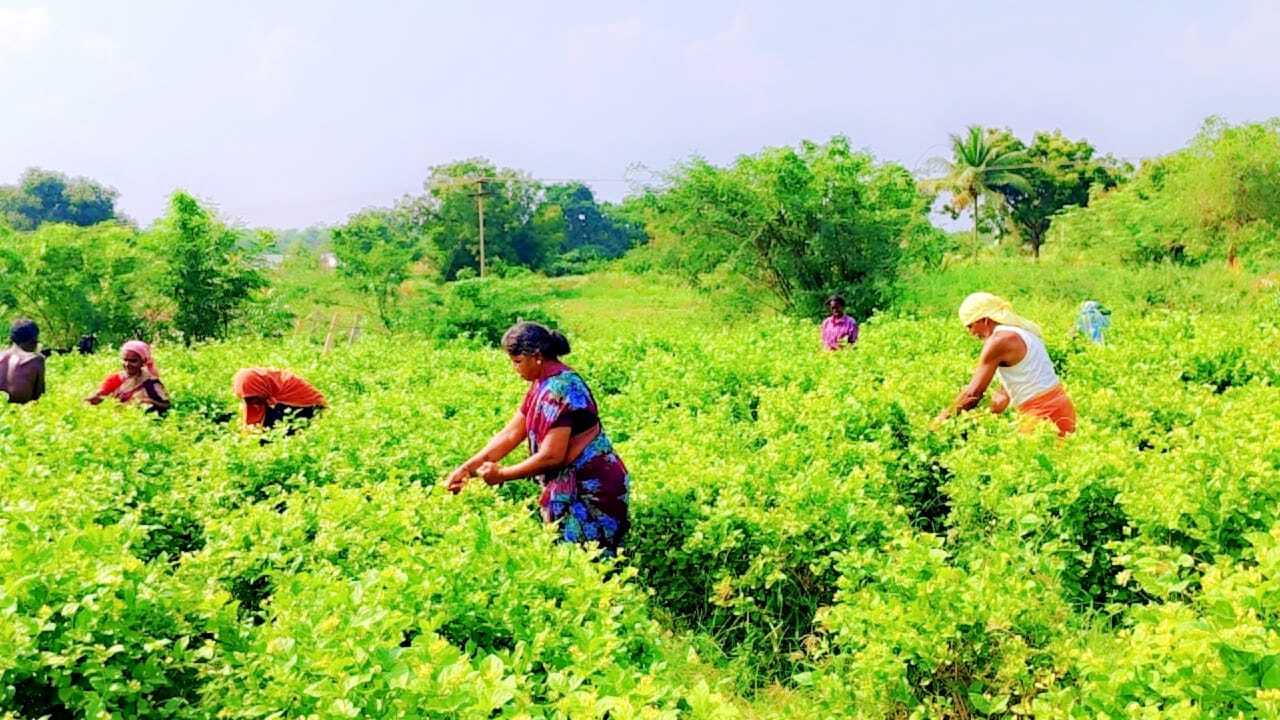 WhatsApp Image 2025-10-16 at 5.20.39 PM (2)